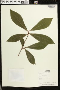 Asimina parviflora image