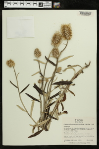 Pterocaulon pycnostachyum image