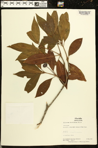 Illicium floridanum image