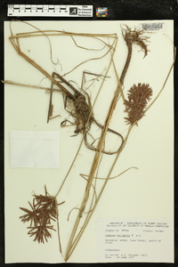 Cyperus setigerus image