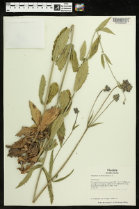 Verbena bonariensis image