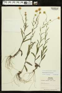 Pityopsis flexuosa image