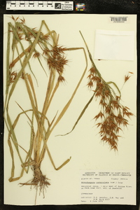 Rhynchospora corniculata image