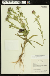 Liatris squarrosa image