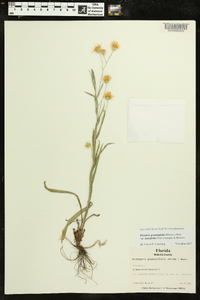 Pityopsis graminifolia image