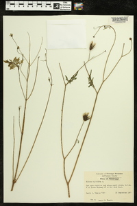 Bidens bipinnata image