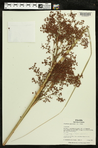 Cladium mariscus image