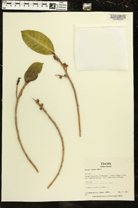 Ficus aurea image