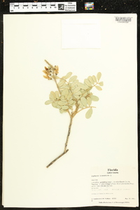Sophora tomentosa image
