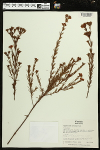 Hypericum nitidum image