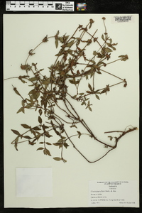 Image of Crusea parviflora
