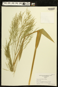 Panicum altum image