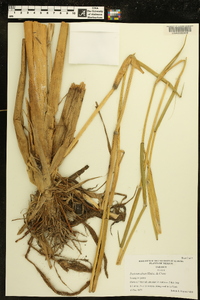 Panicum altum image