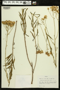 Palafoxia integrifolia image
