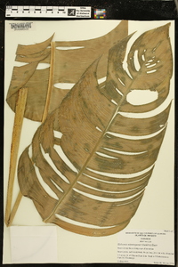 Heliconia uxpanapensis image