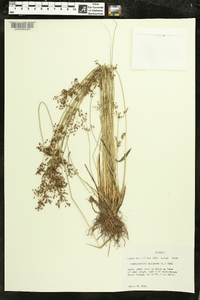 Fimbristylis miliacea image