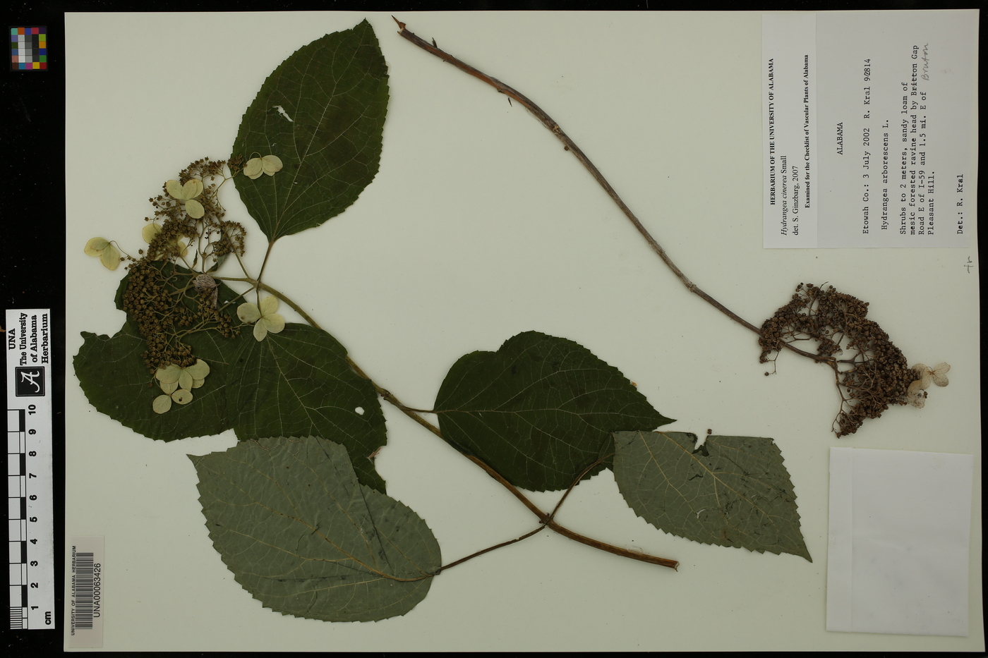 Hydrangea cinerea image