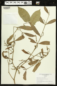 Phoradendron tonduzii image