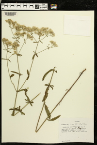 Eupatorium leucolepis image