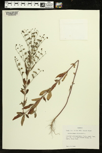 Trichostema dichotomum image