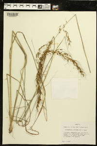 Sorghastrum secundum image