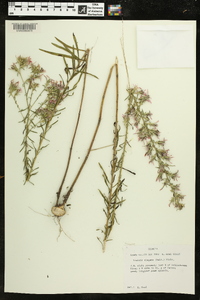 Liatris elegans image