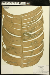 Heliconia uxpanapensis image