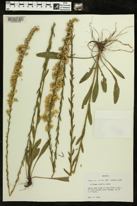 Solidago stricta image