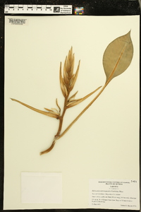 Heliconia uxpanapensis image