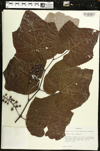 Vitis labrusca image