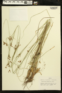 Rhynchospora harveyi image