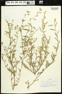 Ludwigia glandulosa image