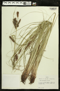 Carex glaucescens image