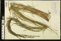 Chasmanthium sessiliflorum image