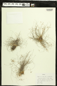 Eleocharis baldwinii image