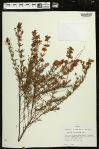 Hypericum fasciculatum image