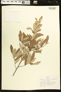 Quercus pumila image