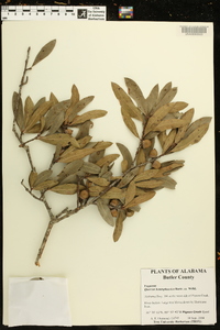 Quercus hemisphaerica image