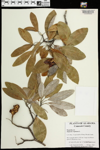 Magnolia virginiana image