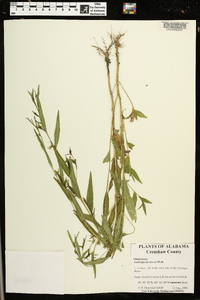 Ludwigia decurrens image