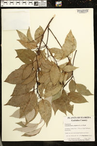 Cinnamomum camphora image