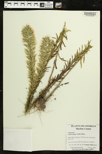 Liatris elegans image