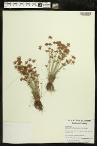 Bulbostylis barbata image