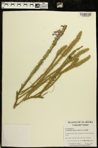 Lycopodiella alopecuroides image