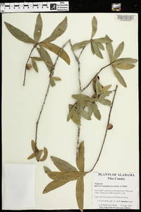 Quercus hemisphaerica image