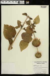 Leonotis nepetifolia image