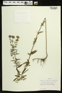 Pycnanthemum flexuosum image