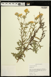 Grindelia lanceolata image