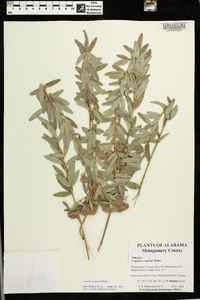 Lespedeza capitata image