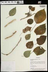 Broussonetia papyrifera image